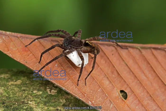 : Nursery Web Spider carrying egg sac tropical rainforest : Nursery Web Spider carrying egg sac tropical rainforest