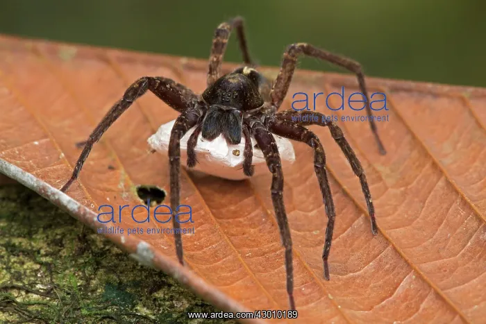 : Nursery Web Spider carrying egg sac tropical rainforest : Nursery Web Spider carrying egg sac tropical rainforest