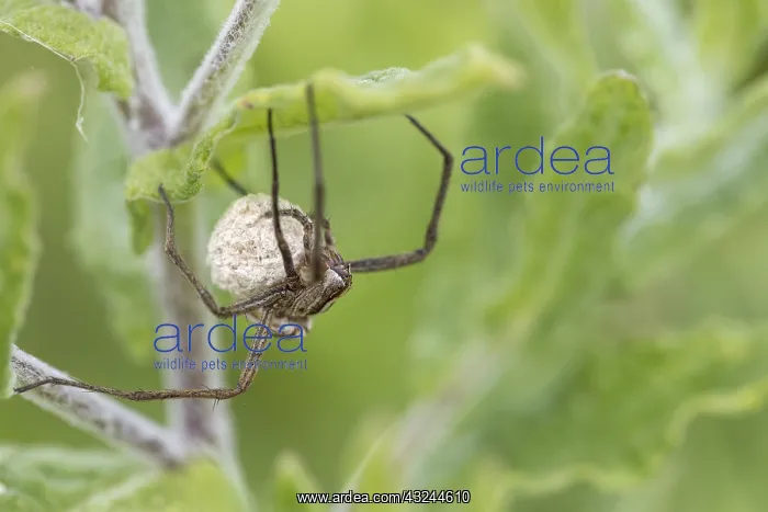  : Nursery Web Spider - Cornwall - UK