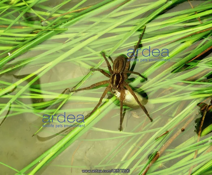 : Nursery Web Spider - eating fish : Nursery Web Spider - eating fish