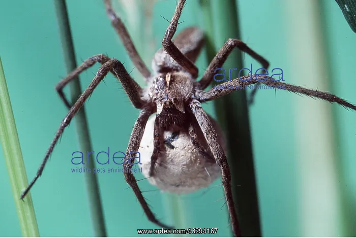 : NURSERY-WEB SPIDER - and egg sack : NURSERY-WEB SPIDER - and egg sack