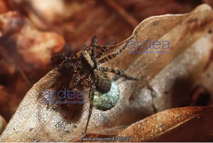 : NURSERY-WEB SPIDER - female with egg sac : NURSERY-WEB SPIDER - female with egg sac