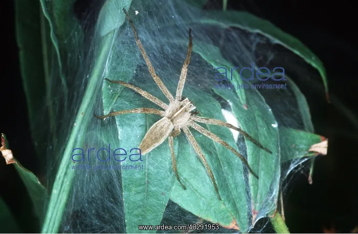 : NURSERY-WEB SPIDER - guarding her nursery : NURSERY-WEB SPIDER - guarding her nursery
