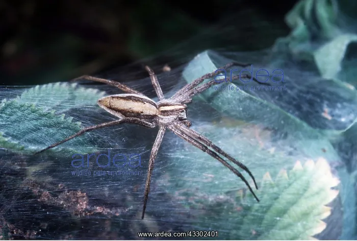 : NURSERY-WEB SPIDER - a hunting spider : NURSERY-WEB SPIDER - a hunting spider