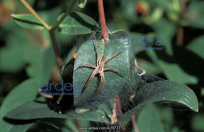 : Nursery-web Spider - Keeping watch over its cocoon : Nursery-web Spider - Keeping watch over its cocoon
