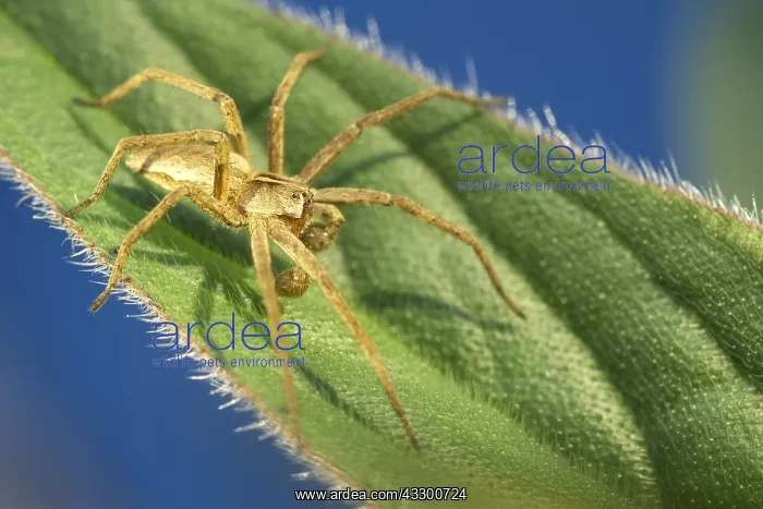 : Nursery Web Spider - Male showing palps - Norfolk : Nursery Web Spider - Male showing palps - Norfolk