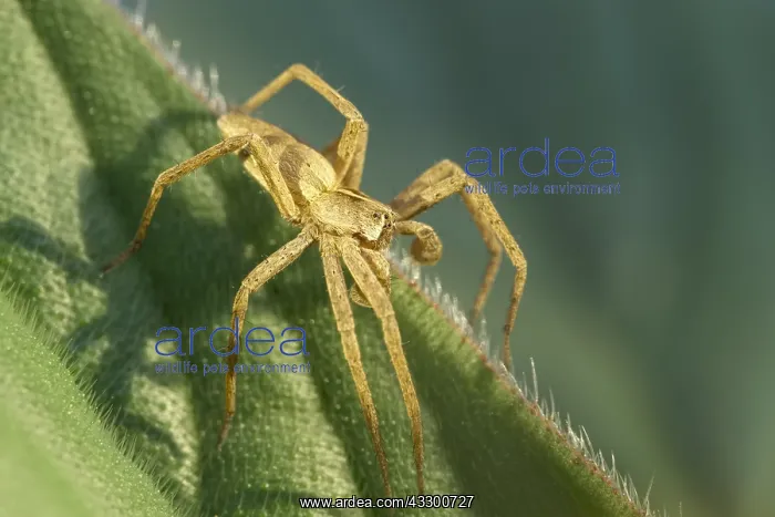 : Nursery Web Spider - Male showing palps - Norfolk : Nursery Web Spider - Male showing palps - Norfolk