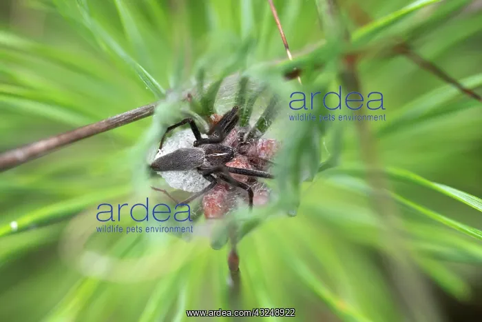 : Nursery web spider (Pisaura mirabilis), female with : Nursery web spider (Pisaura mirabilis), female with