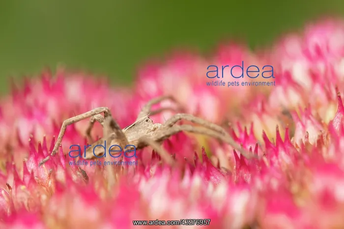 : Nursery web spider on Sedum : Nursery web spider on Sedum