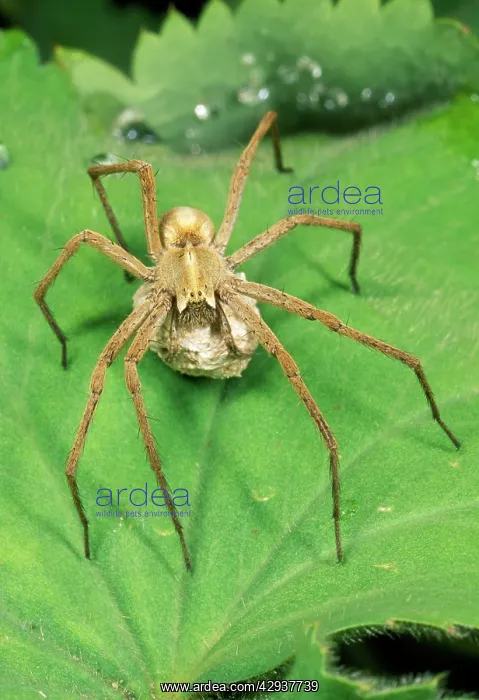 : Nursery-web Spider -with egg sac : Nursery-web Spider -with egg sac