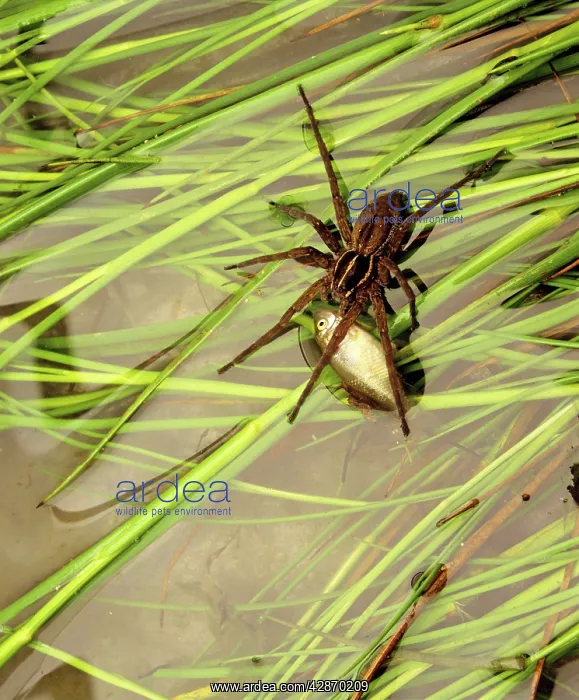 : Nursery Web / Water Spider - Eating fish : Nursery Web / Water Spider - Eating fish