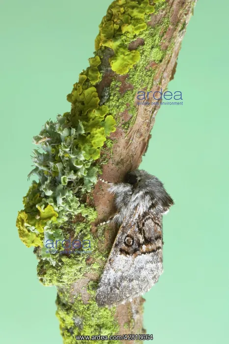 : Nut-Tree Tussock Moth : Nut-Tree Tussock Moth
