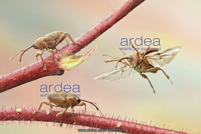 : Nut weevil (Curculio nucum) on a branch of a hazelnut : Nut weevil (Curculio nucum) on a branch of a hazelnut