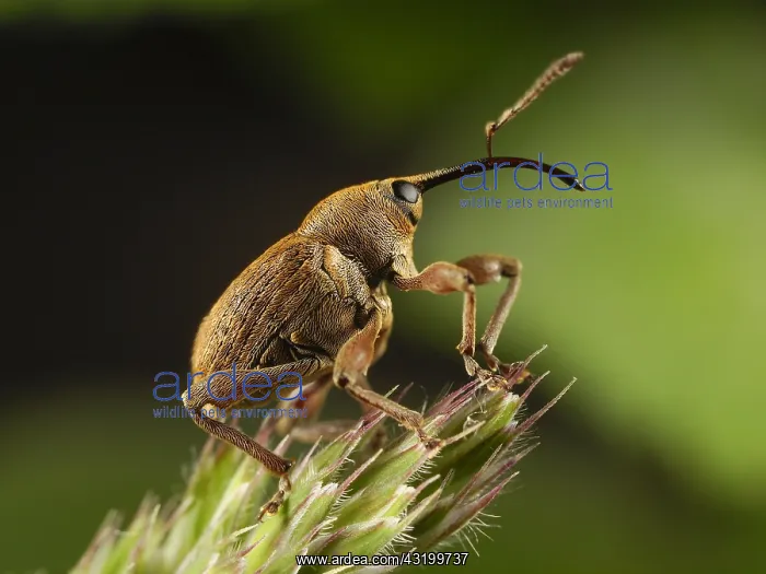 : Nut Weevil (Curculio nucum) on a plant, France : Nut Weevil (Curculio nucum) on a plant, France