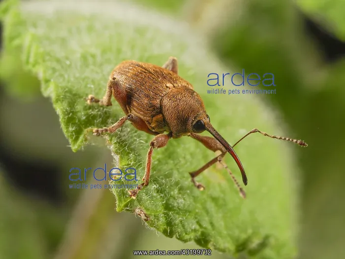 : Nut Weevil (Curculio nucum) walking on a leaf : Nut Weevil (Curculio nucum) walking on a leaf