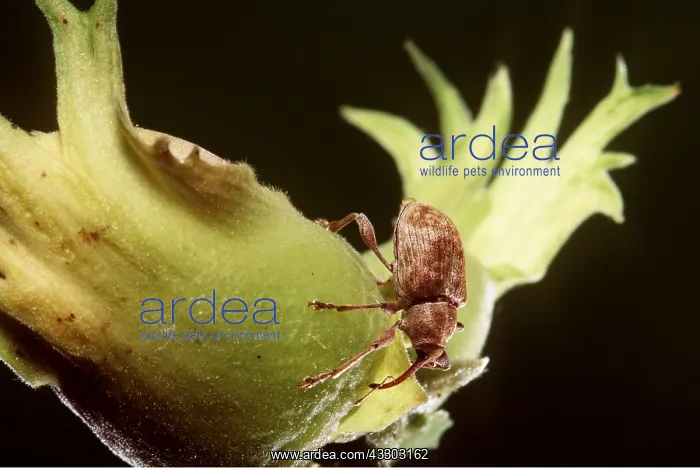 : Nut Weevil - female : Nut Weevil - female