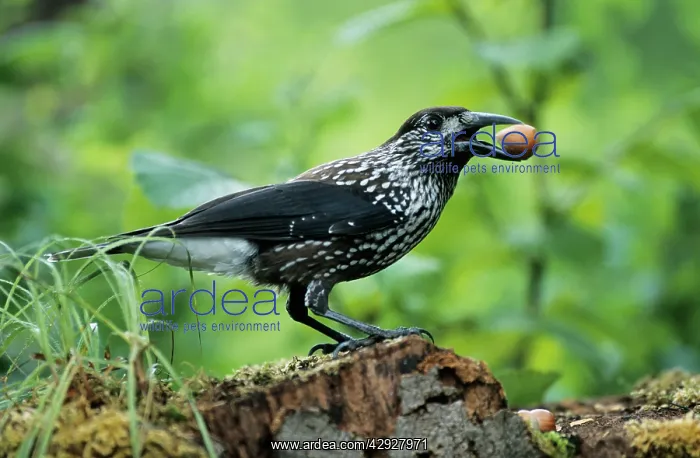: NUTCRACKER - With hazel nut in beak, autumn : NUTCRACKER - With hazel nut in beak, autumn