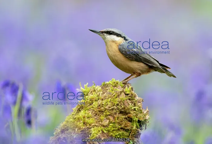 : Nuthach (Sitta europaea) perched on a branch amongst : Nuthach (Sitta europaea) perched on a branch amongst