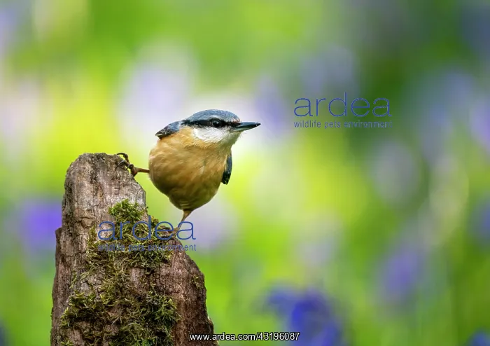 : Nuthach (Sitta europaea) perched on a log, England : Nuthach (Sitta europaea) perched on a log, England