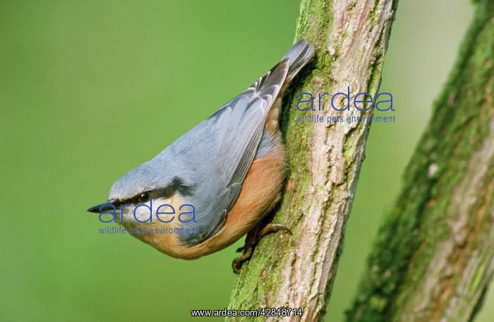  : Nuthatch (Sitta europaea)