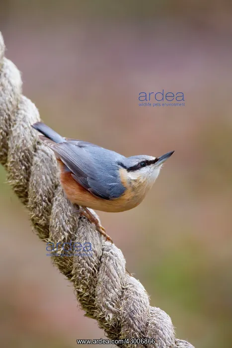  : Nuthatch (Sitta europaea). on rope - UK