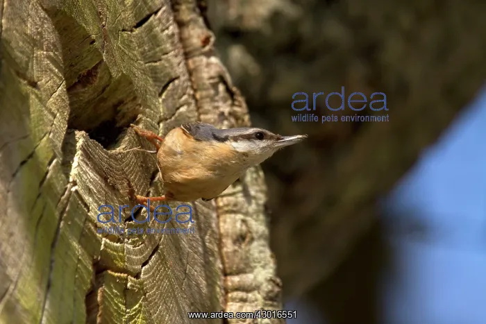  : Nuthatch by nest hole. UK