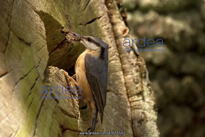 : Nuthatch with nesting material. UK : Nuthatch with nesting material. UK