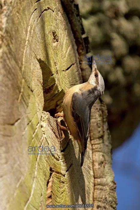  : Nuthatch by nest hole. UK