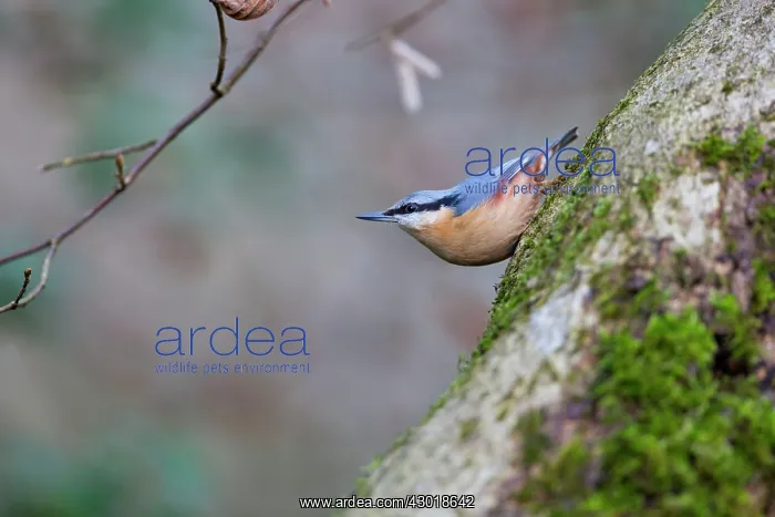  : Nuthatch UK