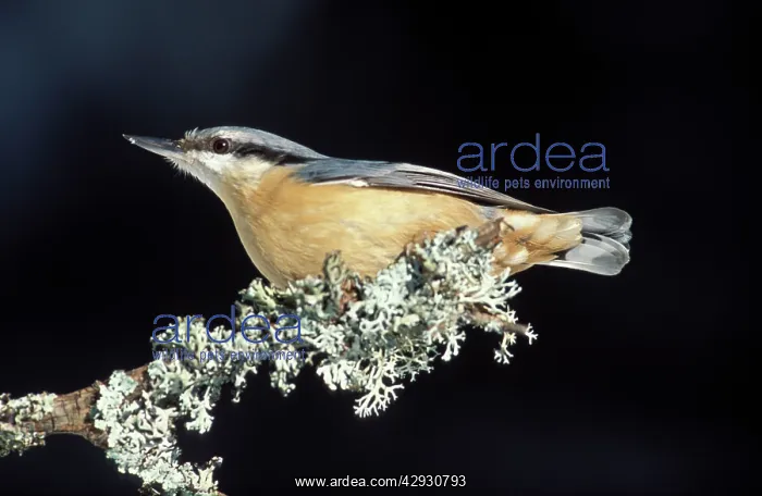 : Nuthatch - Adult on a branch : Nuthatch - Adult on a branch