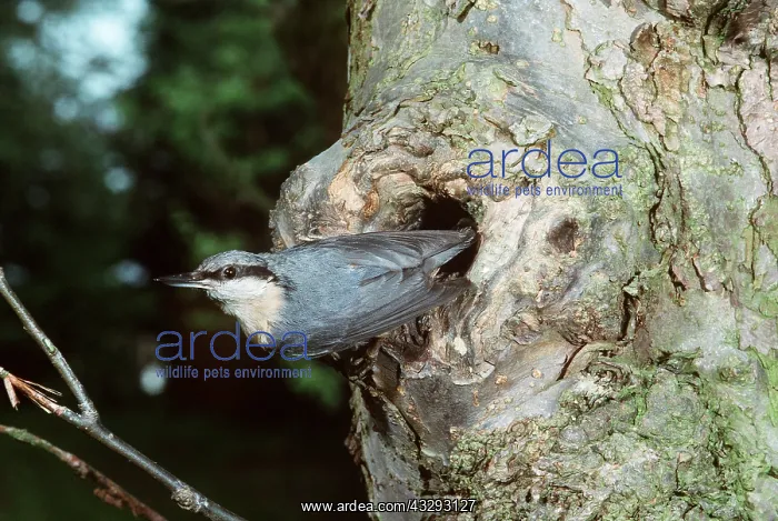 : NUTHATCH - appearing from hole in tree trunk : NUTHATCH - appearing from hole in tree trunk