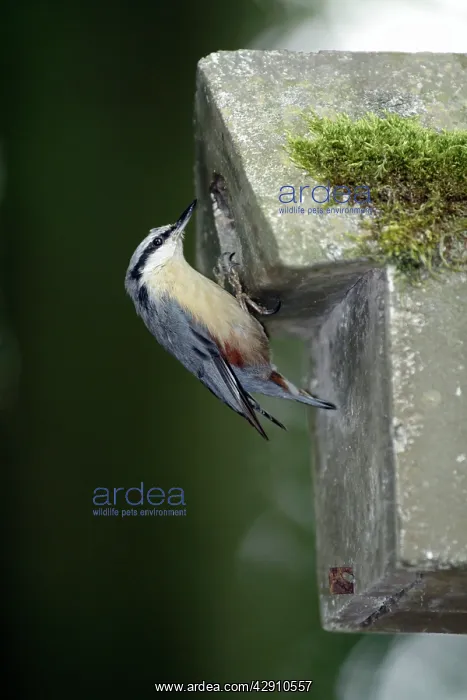 : Nuthatch - at artificial nestbox entrance, in parkland : Nuthatch - at artificial nestbox entrance, in parkland