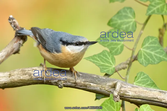 : Nuthatch in autumn : Nuthatch in autumn