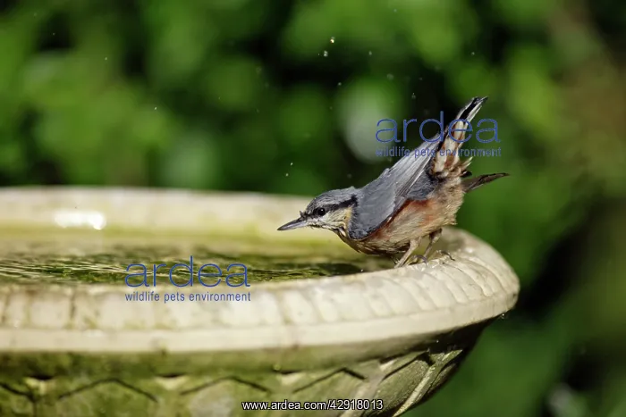 : Nuthatch - bathing in bird-bath : Nuthatch - bathing in bird-bath