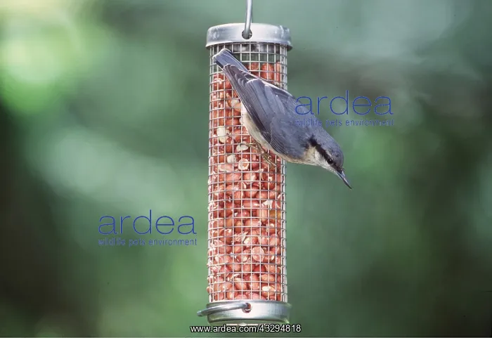 : NUTHATCH - on bird feeder : NUTHATCH - on bird feeder