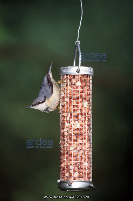 : NUTHATCH - on bird feeder : NUTHATCH - on bird feeder
