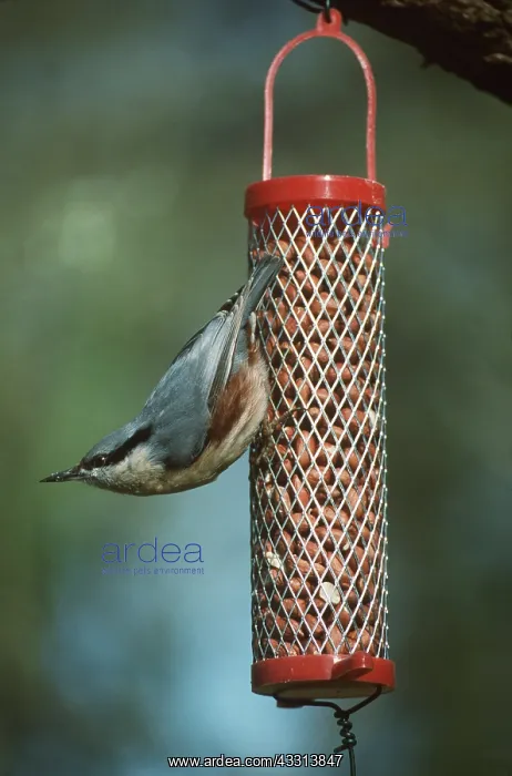 : NUTHATCH - on bird feeder : NUTHATCH - on bird feeder