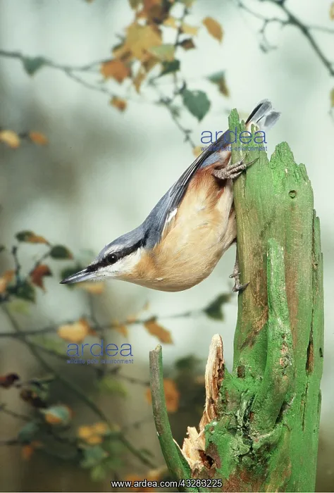 : NUTHATCH - on branch : NUTHATCH - on branch