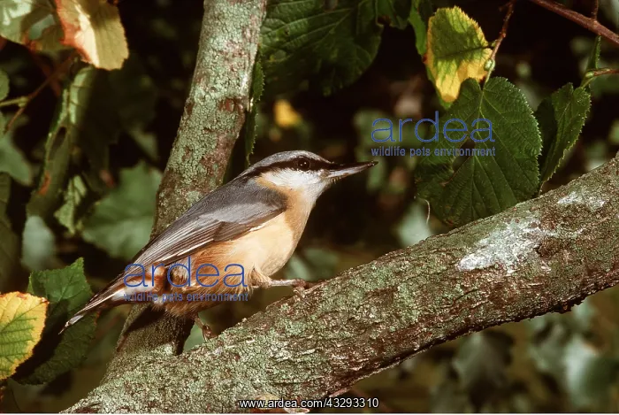 : NUTHATCH - on branch : NUTHATCH - on branch