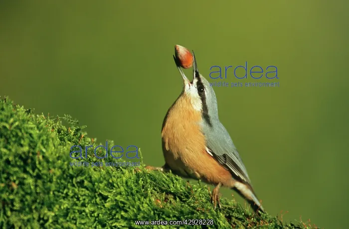 : NUTHATCH - Carrying hazelnut in beak : NUTHATCH - Carrying hazelnut in beak