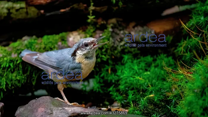 : A nuthatch collects sunflower seeds at a feeding : A nuthatch collects sunflower seeds at a feeding
