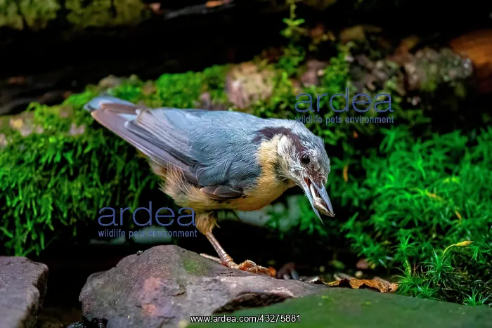 : A nuthatch collects sunflower seeds at a feeding : A nuthatch collects sunflower seeds at a feeding