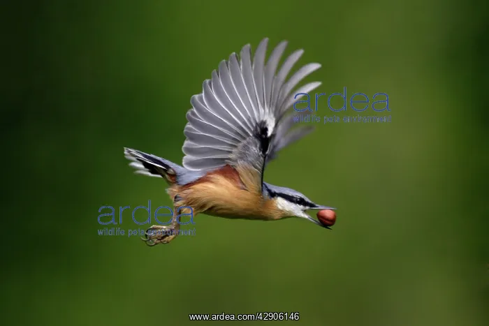 : Nuthatch - In flight with nut in beak : Nuthatch - In flight with nut in beak