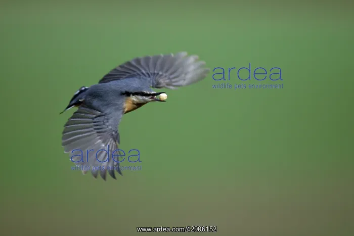 : Nuthatch - In flight with nut in beak : Nuthatch - In flight with nut in beak