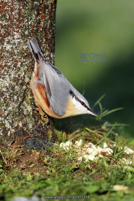 : Nuthatch - At foot of tree : Nuthatch - At foot of tree