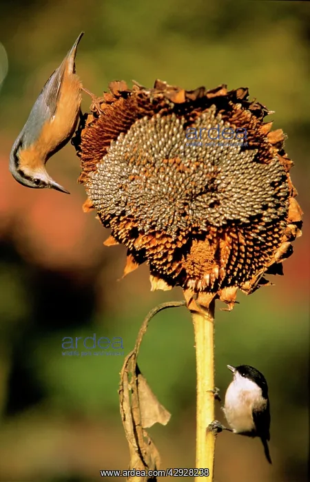 : NUTHATCH and Marsh Tit (Parus palustris) - On ripened : NUTHATCH and Marsh Tit (Parus palustris) - On ripened