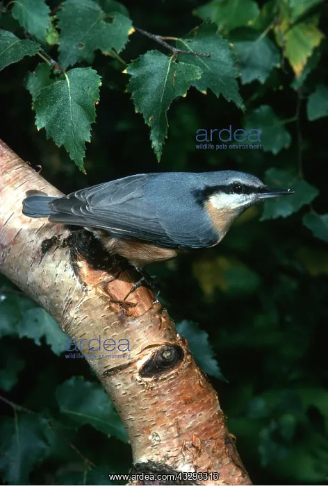 : NUTHATCH - perched on branch : NUTHATCH - perched on branch