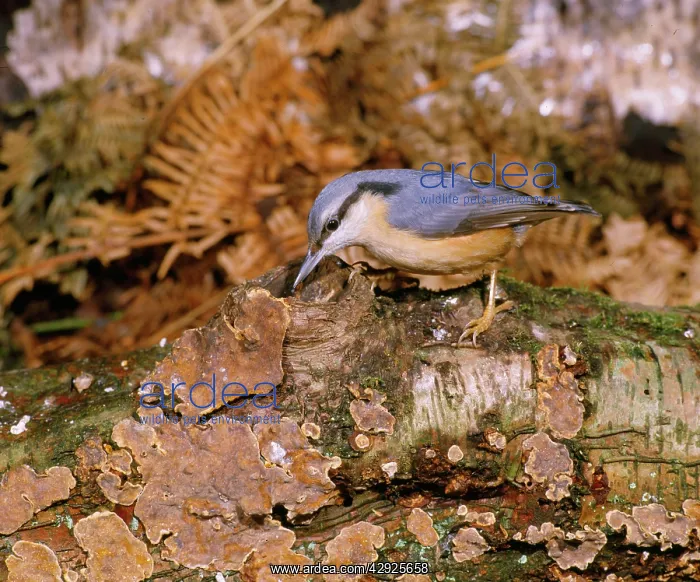 : Nuthatch - perched on Fungi covered log : Nuthatch - perched on Fungi covered log