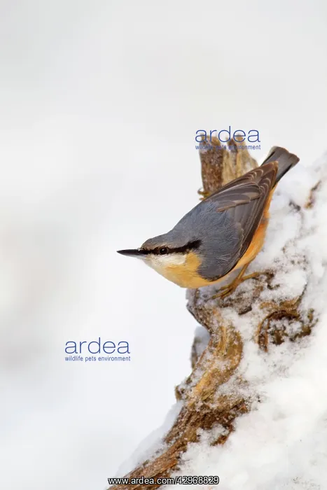 : Nuthatch - portrait on a snow covered old stump - December : Nuthatch - portrait on a snow covered old stump - December