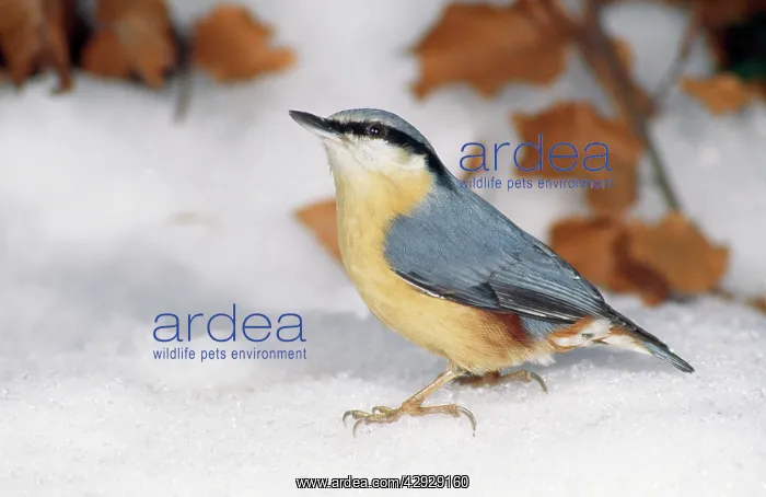 : NUTHATCH - Searching for food in snow : NUTHATCH - Searching for food in snow